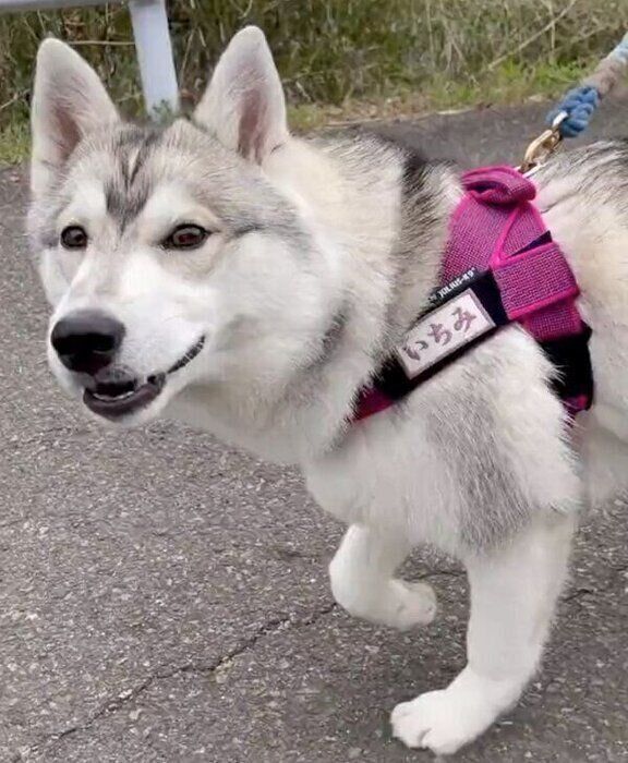 お散歩できて満足な様子のいちみちゃん