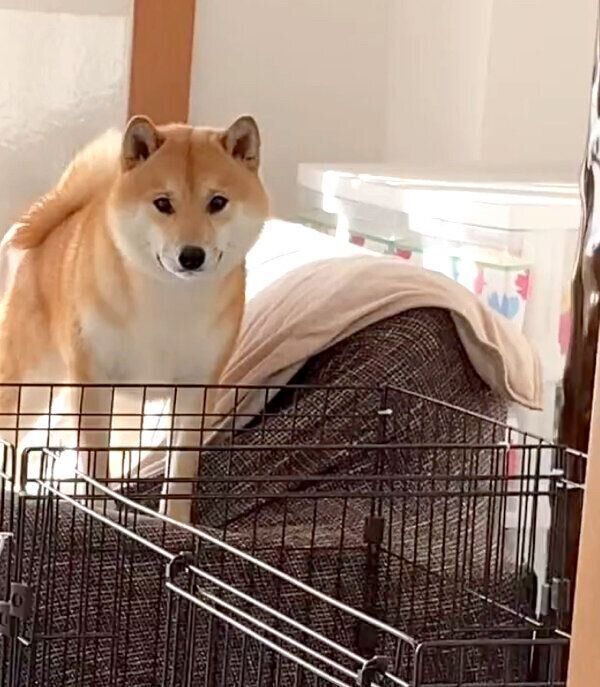 「ボール取って」とアピールするふう太くん