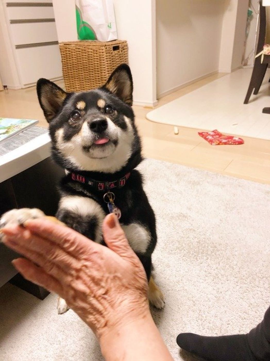 かわいい画像付き 愛犬が タッチ してくる しぐさの理由 いぬのきもちweb Magazine かわいい画像付き 愛犬が タッチ してくる しぐさの理由 いぬのきもちweb Magazine