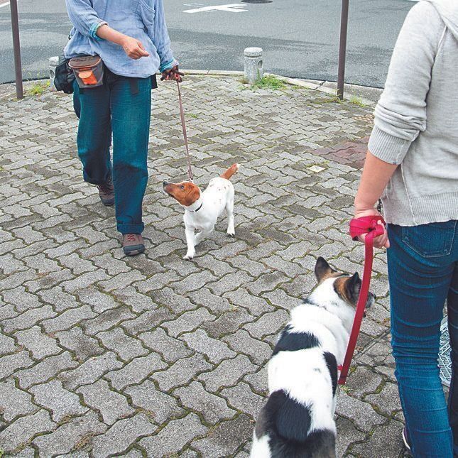 ほかの犬とすれ違うときにも有効です