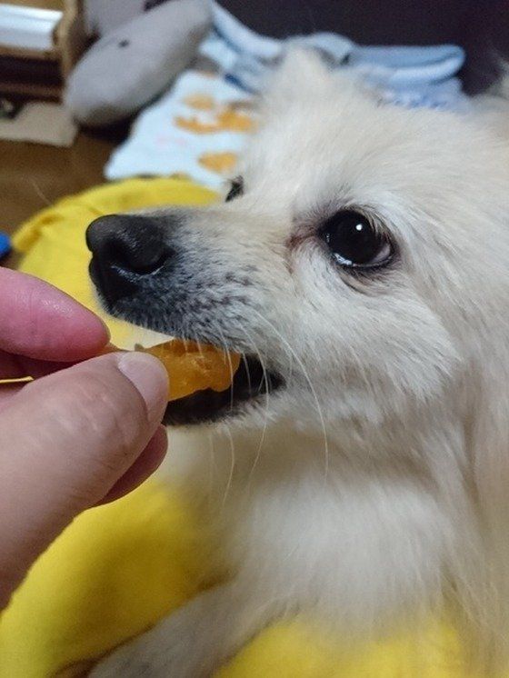 獣医師監修 犬にじゃがいもは危険 与える際の注意点 レシピをご紹介 いぬのきもちweb Magazine