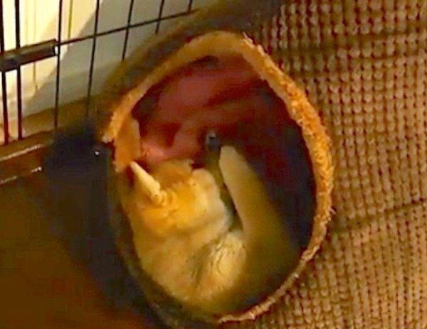 見えない敵と戦う柴犬