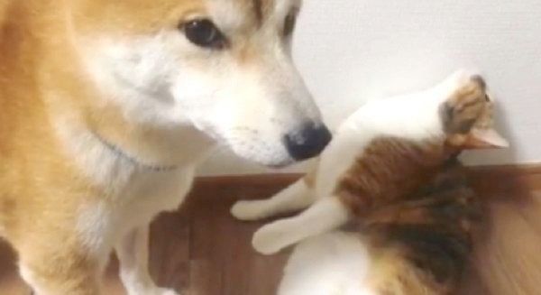 同居猫を横目で見る柴犬