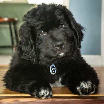 ニューファンドランドの特徴と性格 飼い方 価格相場など 犬図鑑 いぬのきもちweb Magazine