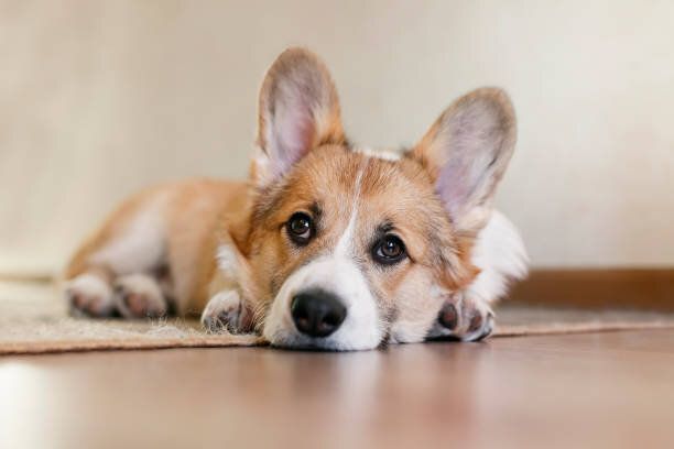 コーギー犬