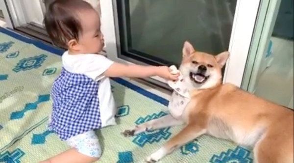 女の子に「どーぞ」される柴犬