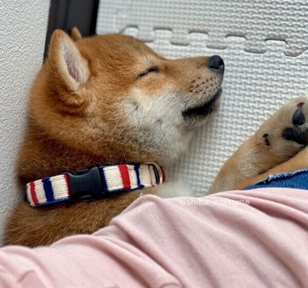 飼い主さんにくっついて眠るなつめちゃん