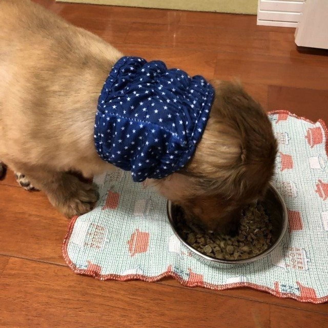 ごはんのときも耳を汚さない 100均のスヌード 愛犬に使ってみた いぬのきもちweb Magazine ごはんのときも耳を汚さない 100均のスヌード 愛犬に使ってみた いぬのきもちweb Magazine