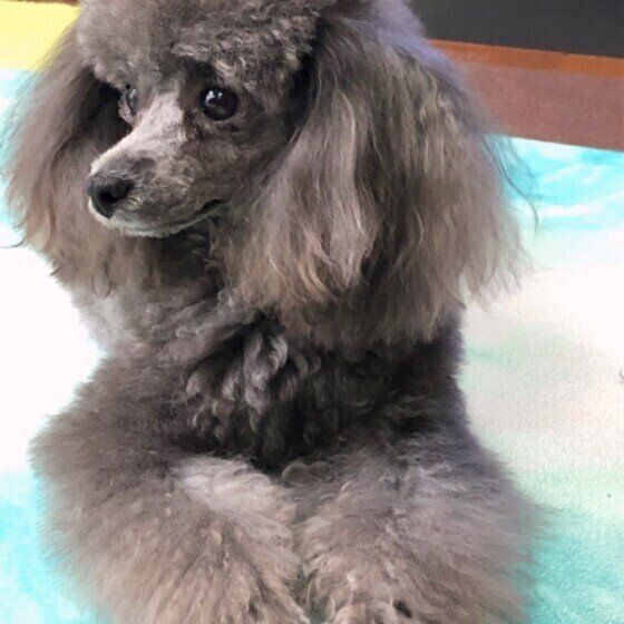 トイ・プードルのくるみちゃん