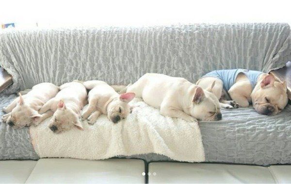 仲良く眠るフレンチ・ブルドッグ家族