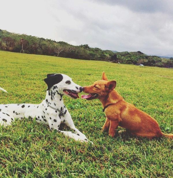 元保護犬・むぎちゃん