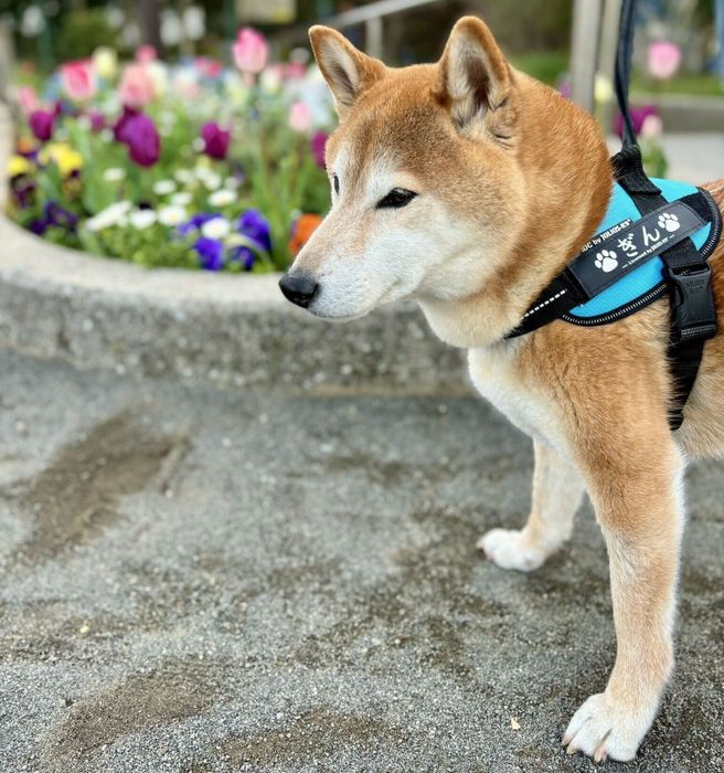 散歩に出かけるぎんくん