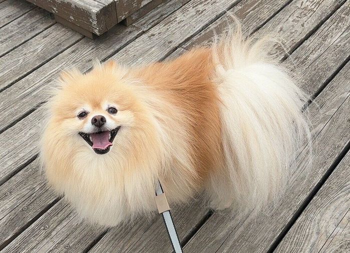 笑顔の表情がかわいいポメラニアン