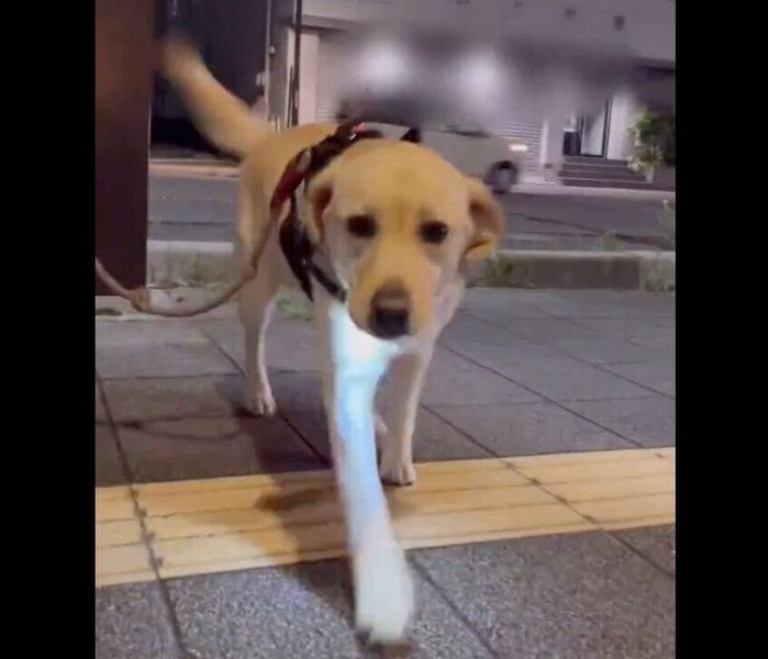 パパさんに駆け寄るぼんちゃん