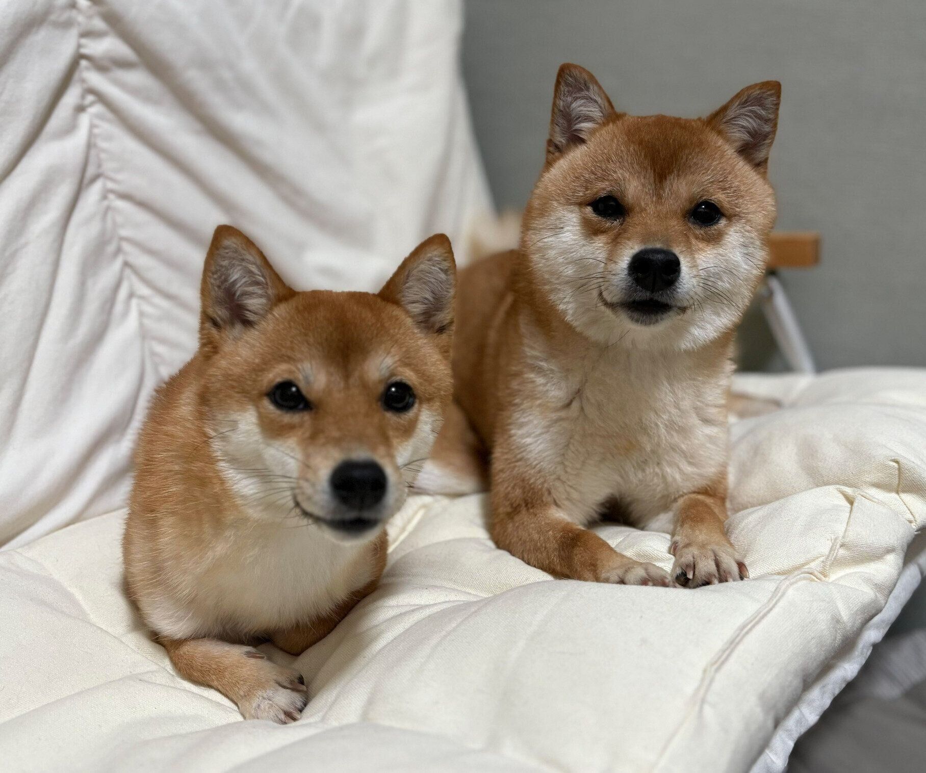 現在のニコちゃん、ルイスちゃん