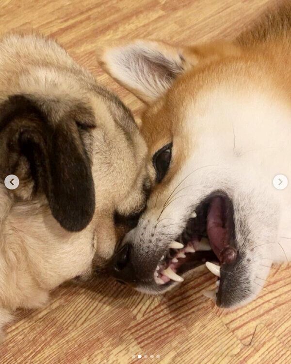 仲良しなラルくん、アキちゃん