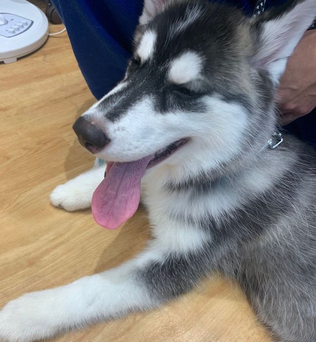 お迎えしたばかりのころのリュックちゃん