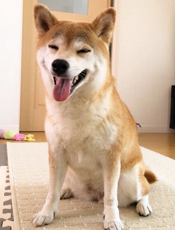 飼い主さんが帰宅して大喜びのももちゃん