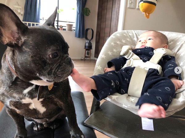 弟の面倒を見る犬