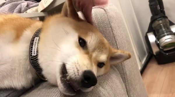 寝落ち寸前の柴犬