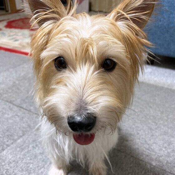 犬が食べてはいけない『冬の食材』6選 犬にNGの食べ物とは？ いぬのきもち