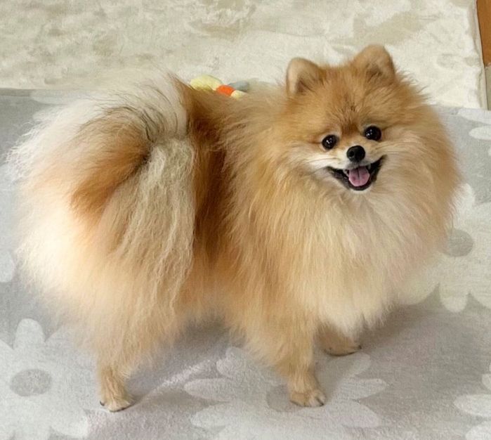 笑顔が可愛いたぬくん