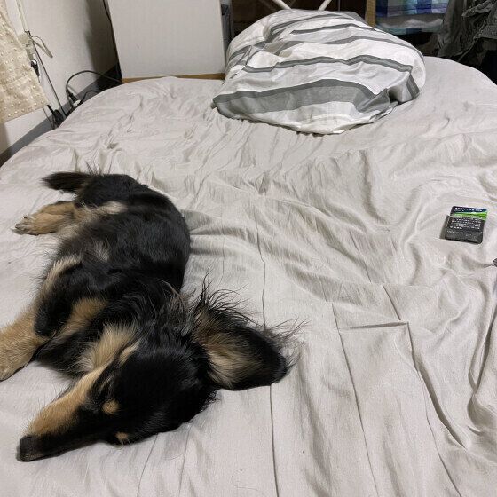 華  人の寝床ミニチュア・ダックスフンド