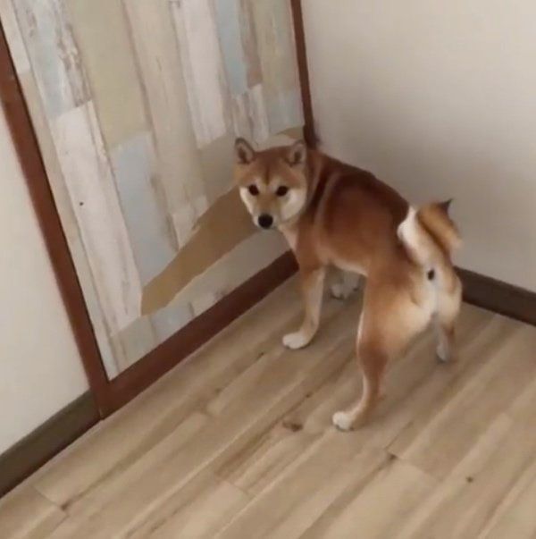 イタズラをする豆柴