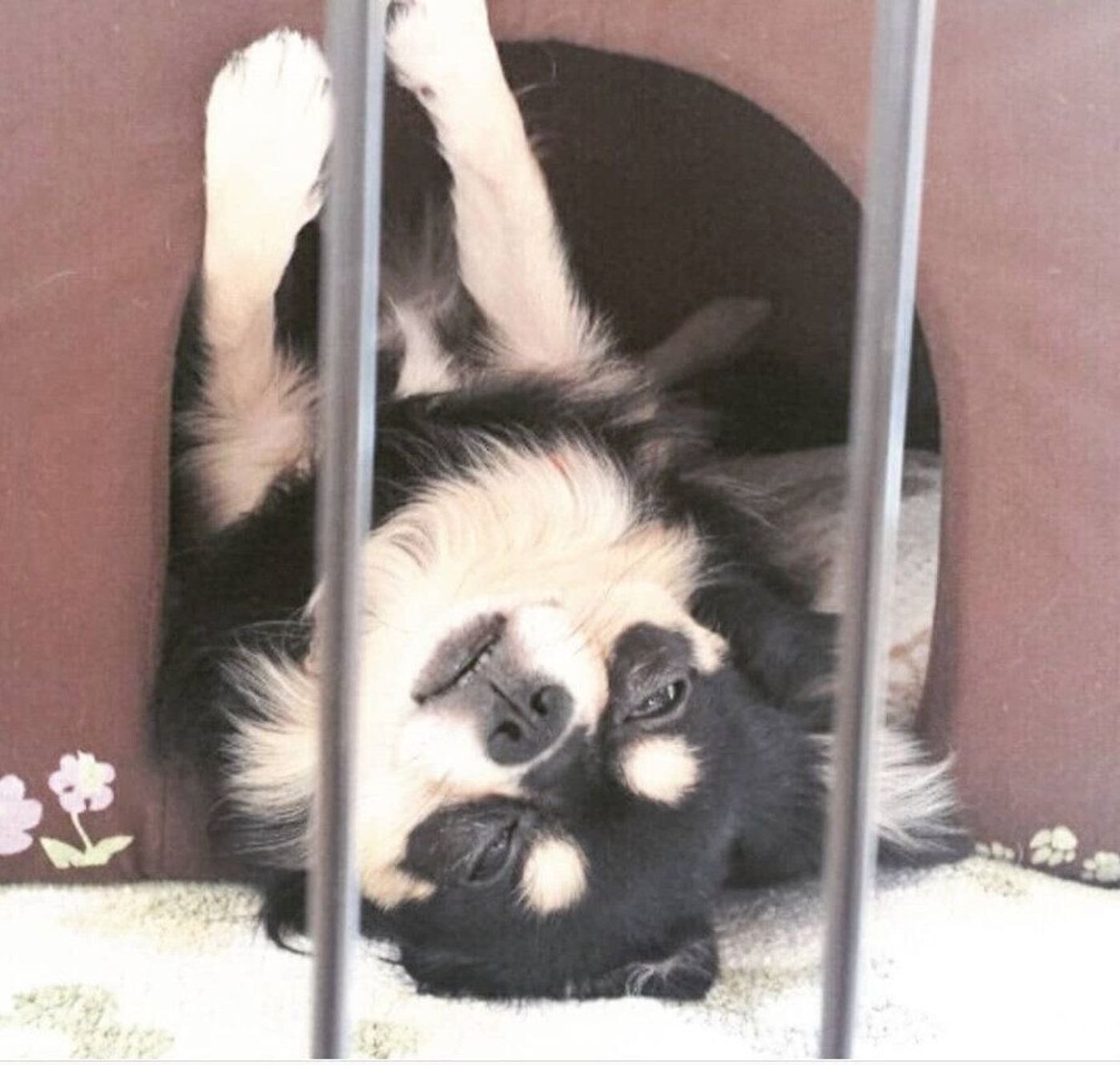 寝グセやあくび 寝起き犬 の可愛い姿をチェック いぬのきもちweb Magazine 寝グセやあくび 寝起き犬 の可愛い姿をチェック いぬのきもちweb Magazine