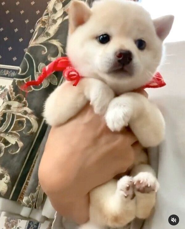 抱っこされるモチ代さん