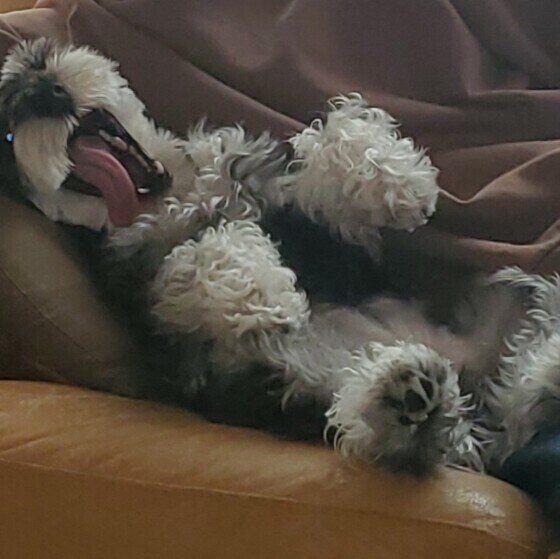 あくびするミニチュア・シュナウザーの女の子