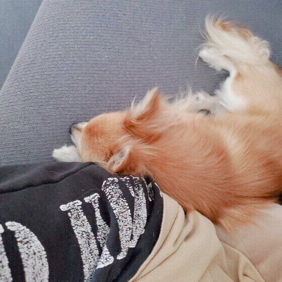 飼い主さんに寄り添うぷりんくん