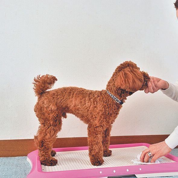 おやつは排泄したときだけ！