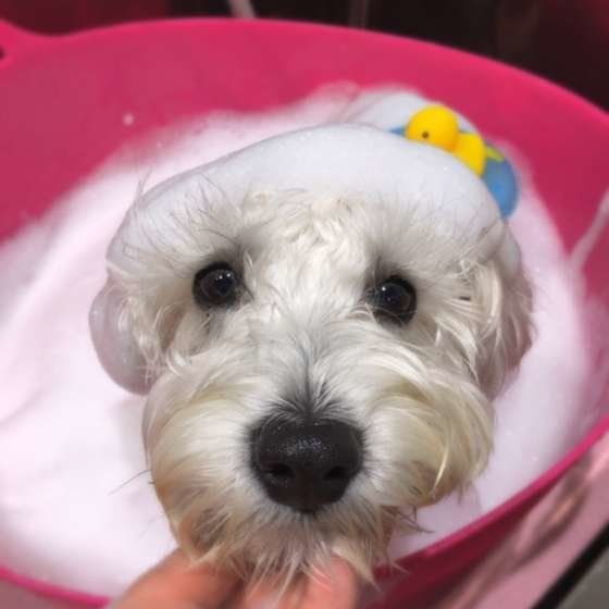 気になる犬のニオイ問題と被毛の脂の関係