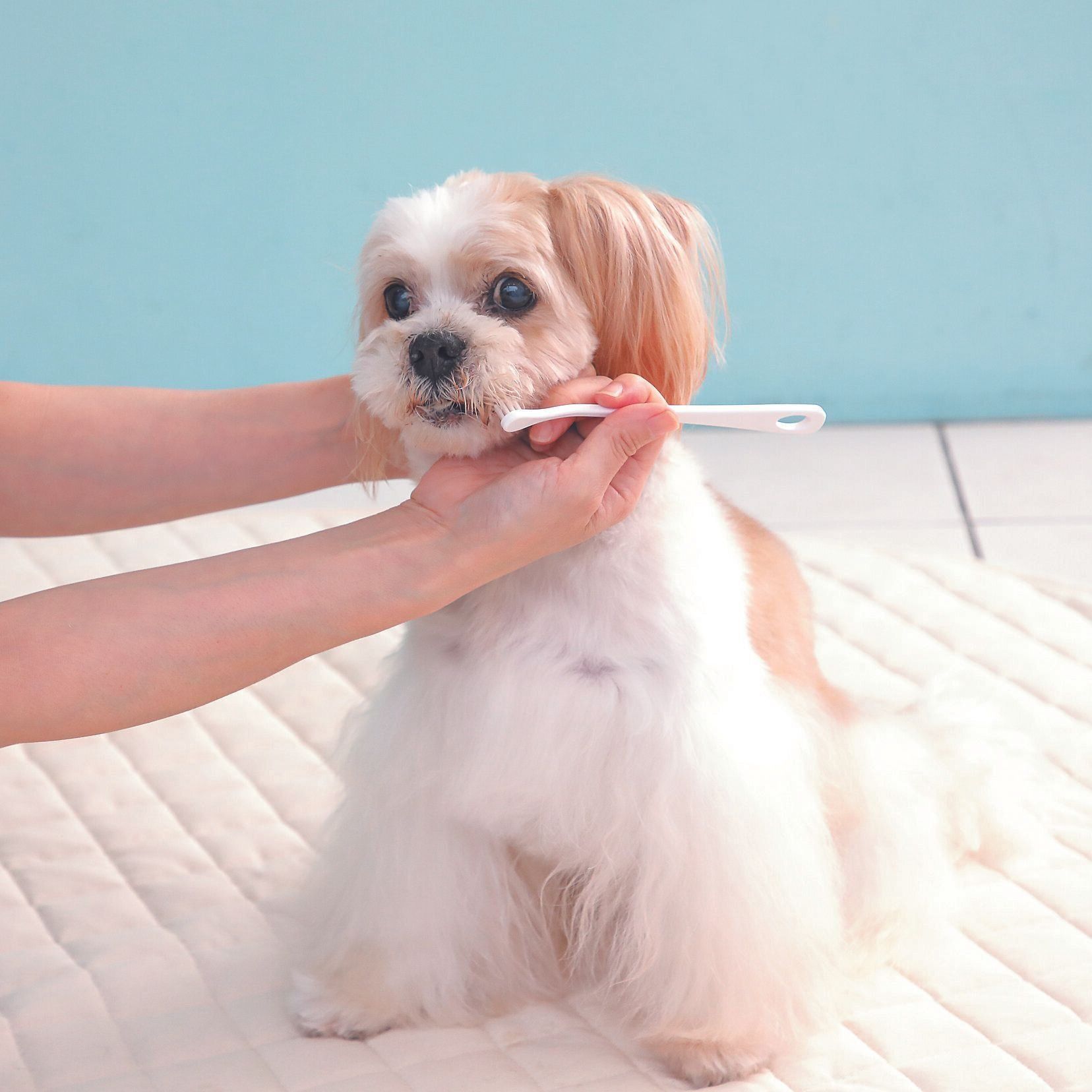 撮影／尾﨑たまき