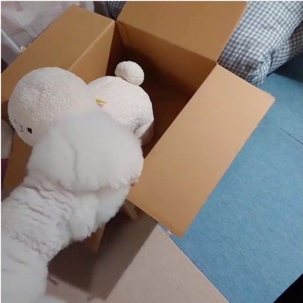 ダンボール大好きワンコ