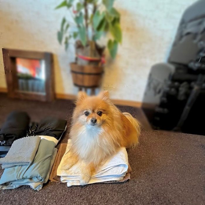 洗濯物の上に乗るニコリちゃん