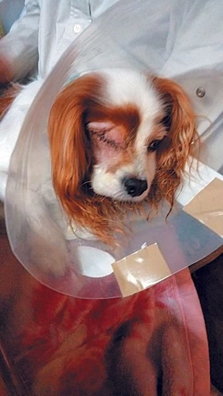突然 愛犬の目から出血 度重なる眼病を患ったミルヒーくんの闘病 いぬのきもちweb Magazine 突然 愛犬の目から出血 度重なる眼病を患ったミルヒーくんの闘病 いぬのきもちweb Magazine