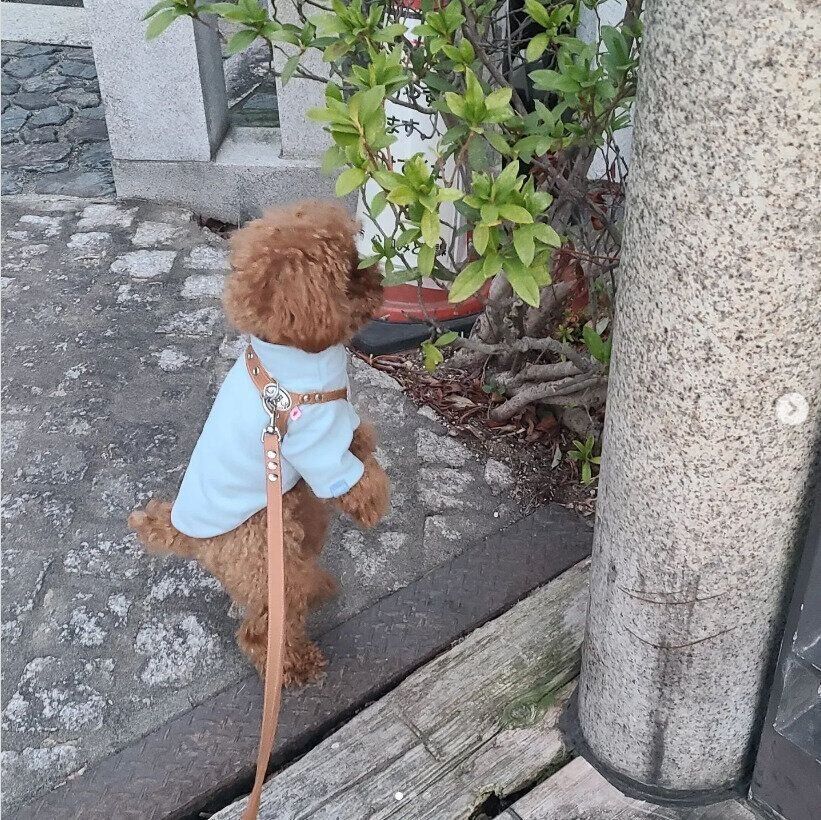 トイ・プードルのrinくん