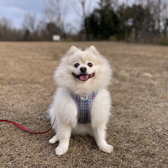 ポメラニアンのくぅくん