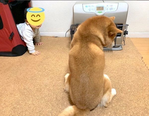 ストーブの前に座るこたろうくんと、クレートに入る弟くん