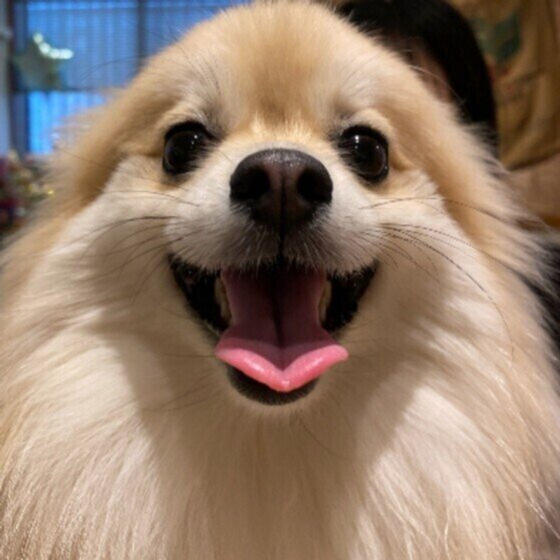 犬の体を触るとベタつきが この正体は いぬのきもちweb Magazine 犬の体を触るとベタつきが この正体は いぬのきもちweb Magazine