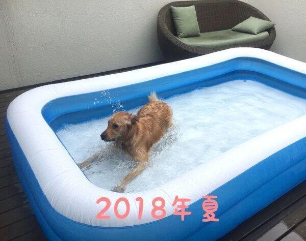 ビニールプールに入るこはるちゃん