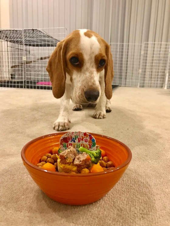 ご飯をみているビーグル