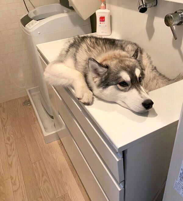 散歩後の足洗われ待ちのガウちゃん