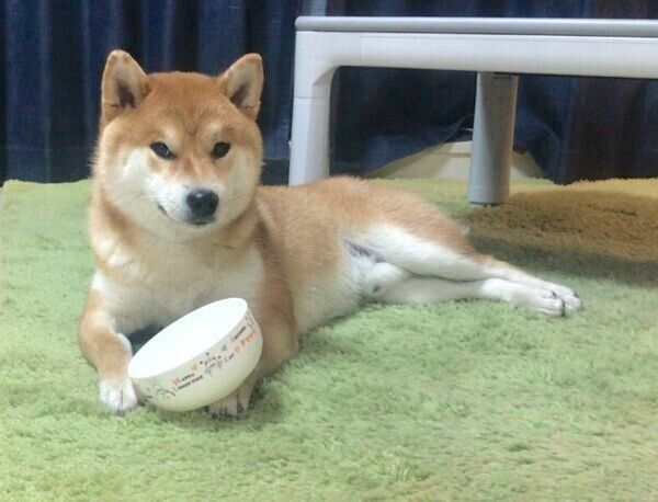 ごはんを完食してドヤ顔をするこむぎくん