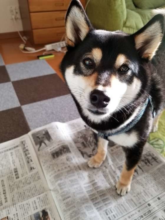 新聞に乗る弧虎ちゃん