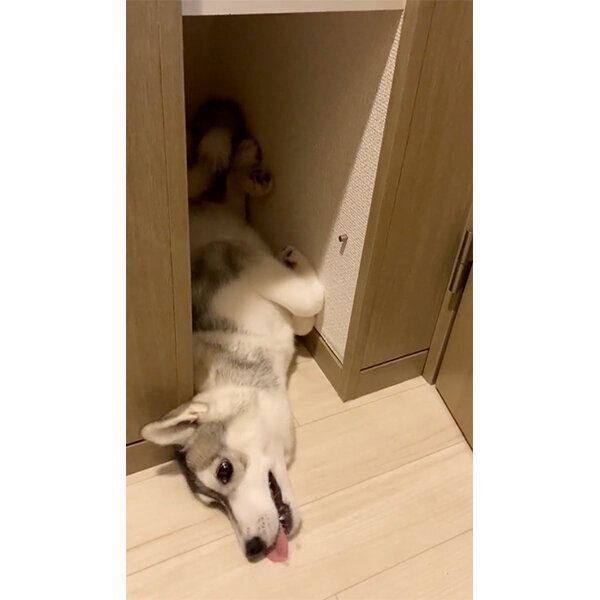 狭い場所に入ろうとする、みぞれちゃん