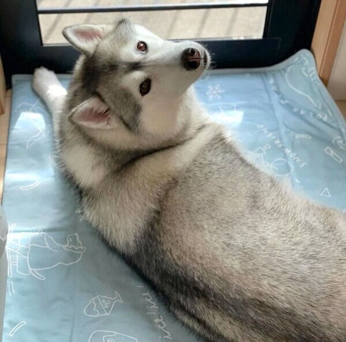 トイレットペーパーの芯をくわえて文句を言うハスキー 飼い主に八つ当たりしてしまった理由が可愛い いぬのきもちweb Magazine トイレットペーパーの芯をくわえて文句を言うハスキー 飼い主に八つ当たりしてしまった理由が可愛い いぬのきもちweb Magazine
