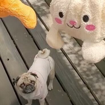 パグのぷぅちゃん♪